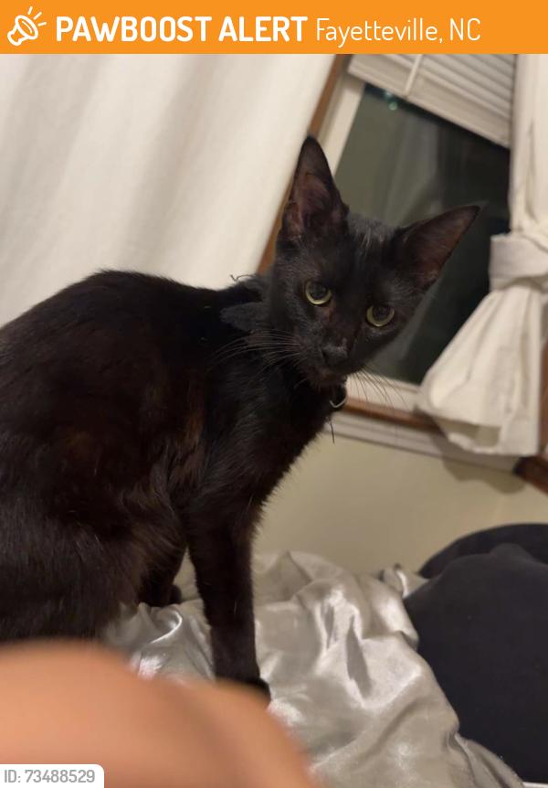 Found/Stray Male Cat last seen Home mills road, Fayetteville, NC 28304