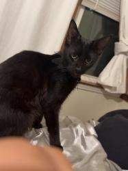 Found/Stray Male Cat last seen Home mills road, Fayetteville, NC 28304