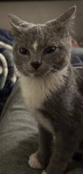 Lost Male Cat last seen Windsor, Windsor, SC 29856