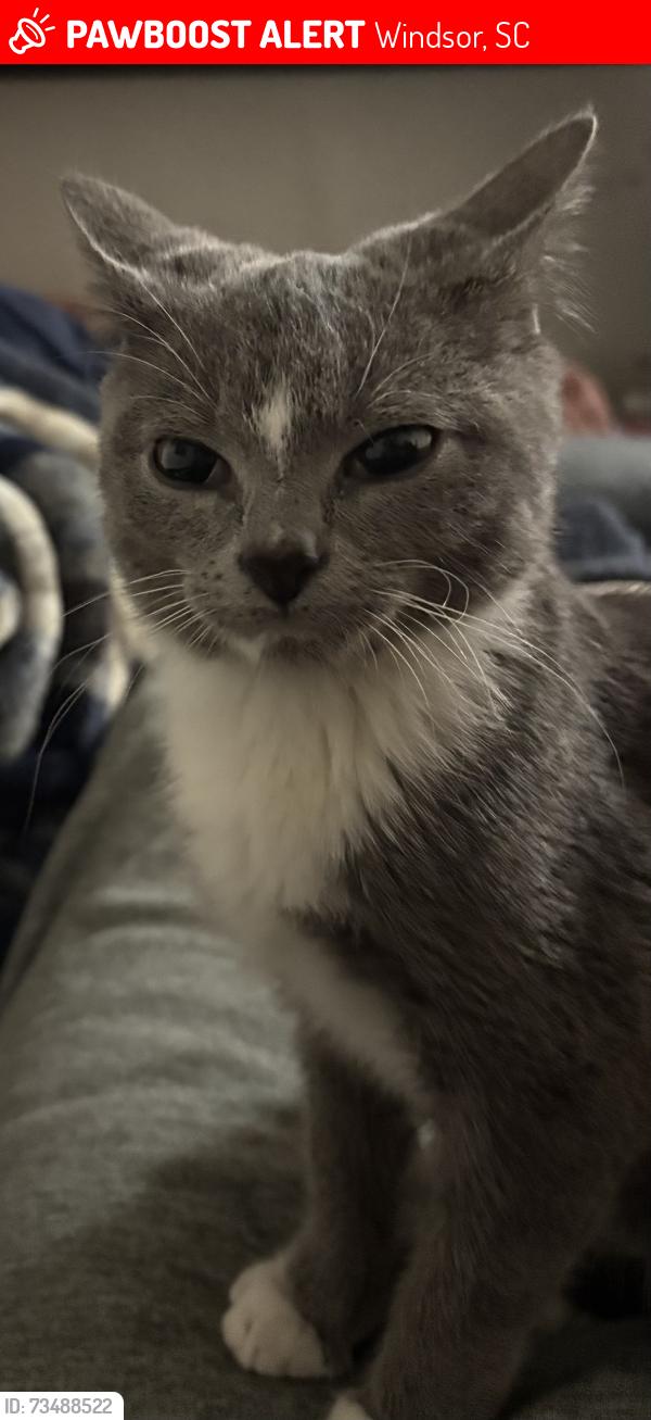 Lost Male Cat last seen Windsor, Windsor, SC 29856