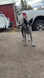 Reunited Male Dog last seen 43.45640° N, 121.52197° W, Portland, OR 97204