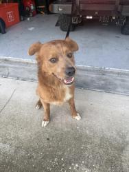 Found/Stray Male Dog last seen Bonney St and SW Undallo Rd, Port St. Lucie, FL 34953