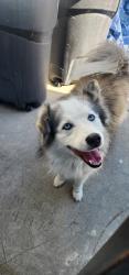 Reunited Female Dog last seen Knott Ave / Ball Rd, Anaheim, CA 92804