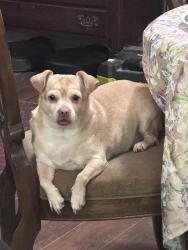Reunited Female Dog last seen E screech owl dr, duck hawk st, Kuna, ID 83634