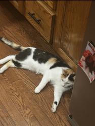 Reunited Female Cat last seen Wasson and N Milton, Nixa, MO 65714