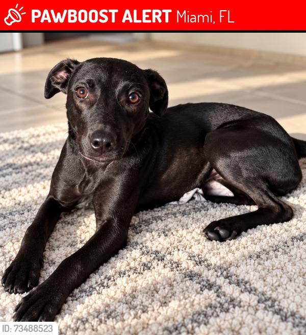 Lost Male Dog last seen SW 16 St and 34 Av, Miami, FL 33135