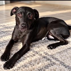 Lost Male Dog last seen SW 16 St and 34 Av, Miami, FL 33135