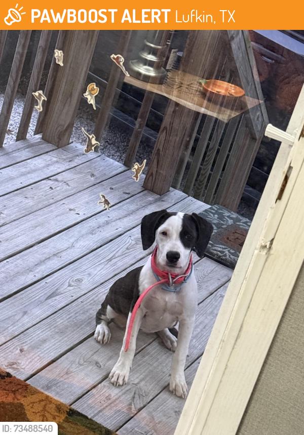 Found/Stray Unknown Dog last seen Ben Dunn rd, Lufkin, TX 75904