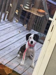 Found/Stray Unknown Dog last seen Ben Dunn rd, Lufkin, TX 75904