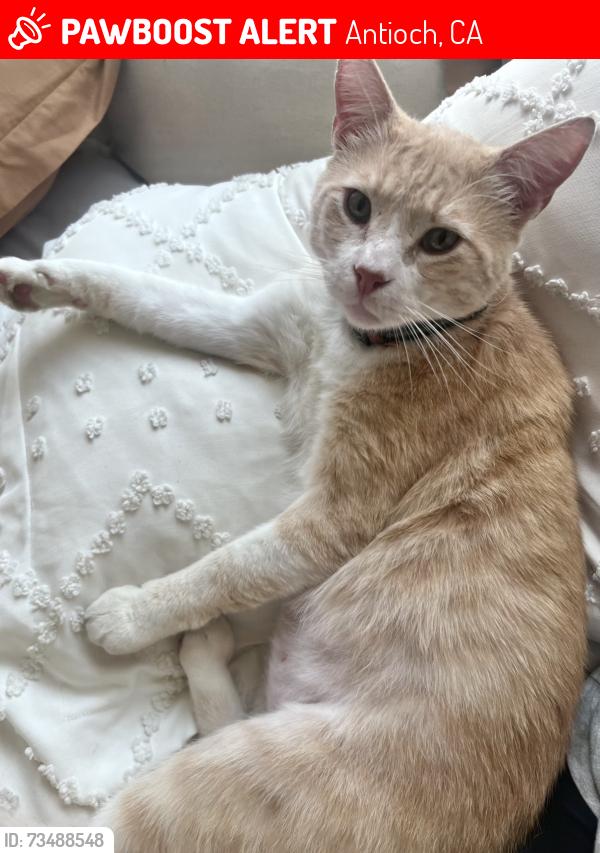Lost Male Cat last seen Prewett Ranch Drive, Antioch, CA 94531