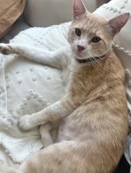 Lost Male Cat last seen Prewett Ranch Drive, Antioch, CA 94531