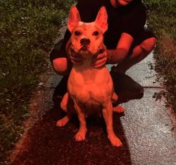 Reunited Female Dog last seen Next to Norcrest Elementary school, Pompano Beach, FL 33064