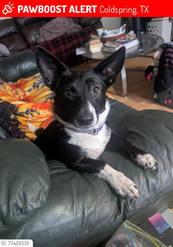 Lost Female Dog last seen Jackson road & hwy156, Coldspring, TX 77331