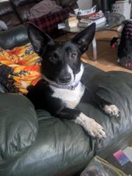 Lost Female Dog last seen Jackson road & hwy156, Coldspring, TX 77331
