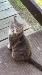 Reunited Male Cat last seen Oak ally, Duquesne, PA 15110
