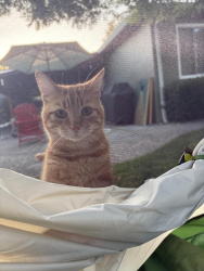 Reunited Male Cat last seen Hillsdale and San Clemente Ave, San Jose, CA 95112