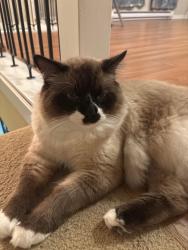 Reunited Male Cat last seen 96th and 116th street, Surrey, BC V3V 1Z6