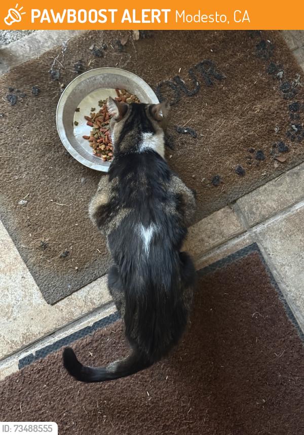Found/Stray Unknown Cat last seen East Union Avenue & Dragoo Park Drive, Modesto, CA 95356
