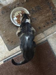 Found/Stray Unknown Cat last seen East Union Avenue & Dragoo Park Drive, Modesto, CA 95356