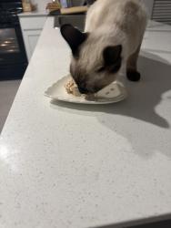Reunited Female Cat last seen Paw Paw Dr. Cypress Creek neighborhood, Princeton, TX 75407