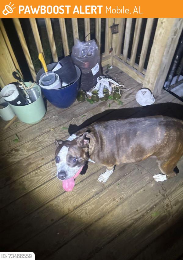 Found/Stray Female Dog last seen Lavretta park, Mobile, AL 36608