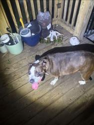 Found/Stray Female Dog last seen Lavretta park, Mobile, AL 36608