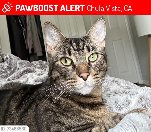 Lost Male Cat last seen E palomar St & Santa Cora ave, Chula Vista, CA 91913