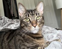 Lost Male Cat last seen E palomar St & Santa Cora ave, Chula Vista, CA 91913