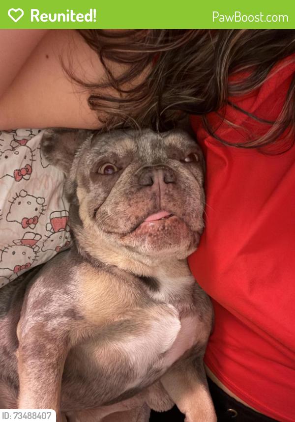 Reunited Female Dog last seen S Jackson street, Beverly Hills Florida, Beverly Hills, FL 34465
