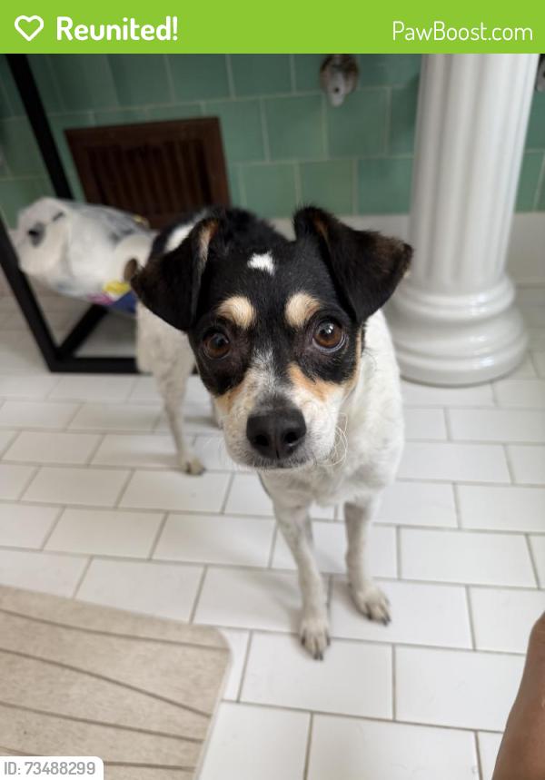Reunited Female Dog last seen Pico Robertson, Los Angeles, CA 90035