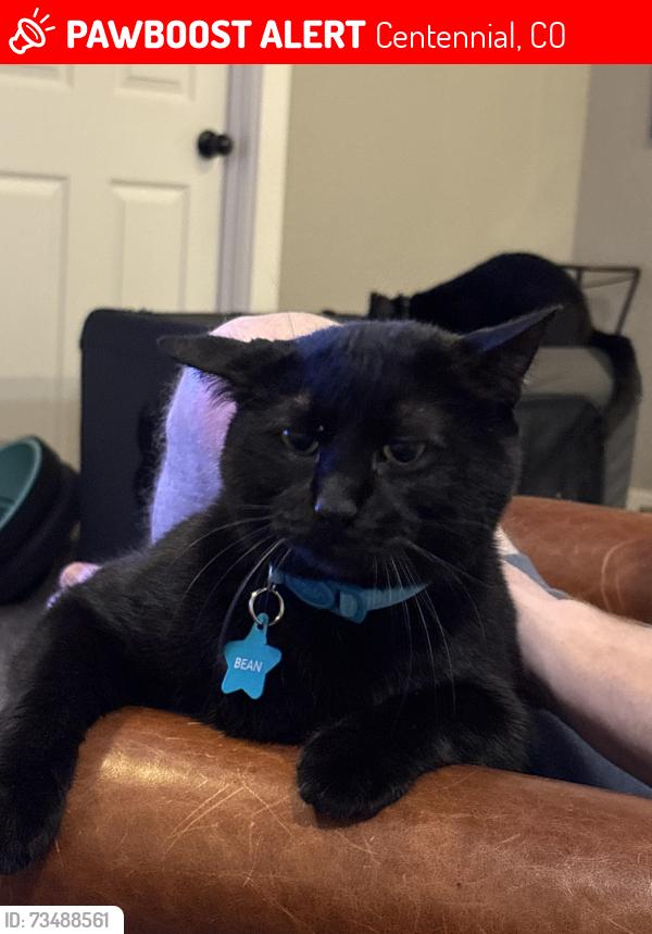 Lost Male Cat last seen E Geddes Cir and S Jersey Ct, Centennial, CO 80111