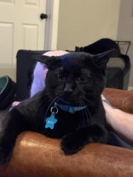 Lost Male Cat last seen E Geddes Cir and S Jersey Ct, Centennial, CO 80111