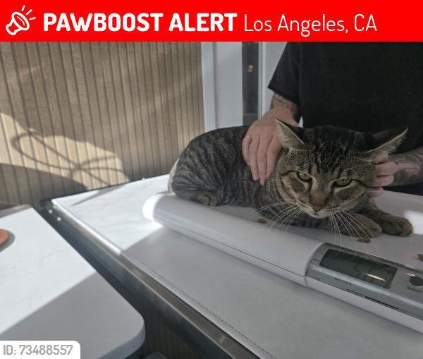 Lost Male Cat last seen Barrington and Nebraska, Los Angeles, CA 90025