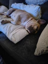 Reunited Male Dog last seen AD Mims and Johio Shores Rd ocoee Florida, Ocoee, FL 32818