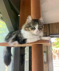 Lost Female Cat last seen Warwick circle/furman rd, La Palma, CA 90623