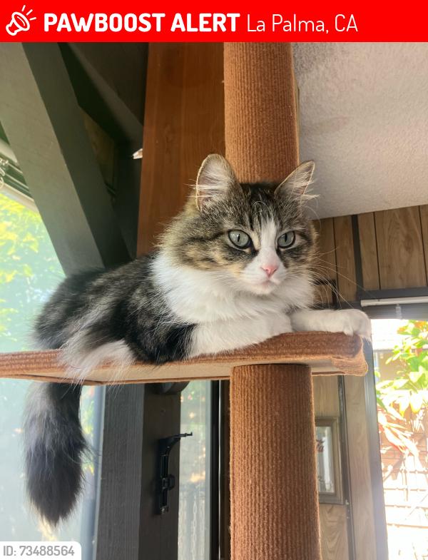 Lost Female Cat last seen Warwick circle/furman rd, La Palma, CA 90623