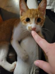 Lost Female Cat last seen Haywood Rd near the Huddlehouse, Dillsboro, NC 28779