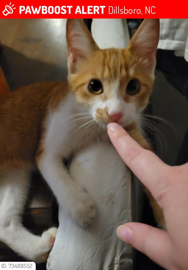 Lost Female Cat last seen Haywood Rd near the Huddlehouse, Dillsboro, NC 28779