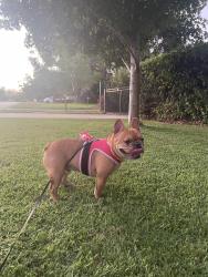Reunited Male Dog last seen yale road, brunswick road, Thornlie, WA 6108
