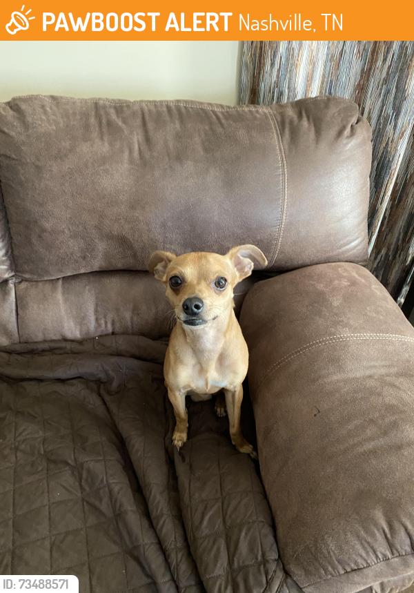 Found/Stray Male Dog last seen Saturn Drive and Mercury Dr., Nashville, TN 37217