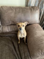 Found/Stray Male Dog last seen Saturn Drive and Mercury Dr., Nashville, TN 37217