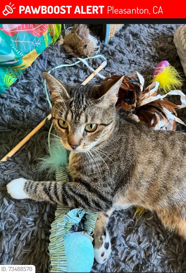 Lost Female Cat last seen Last seen on the main road in the community at 3263 vineyard ave, Pleasanton, CA 94566