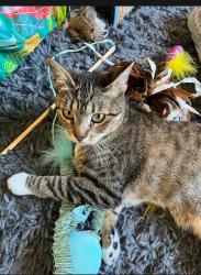 Lost Female Cat last seen Last seen on the main road in the community at 3263 vineyard ave, Pleasanton, CA 94566