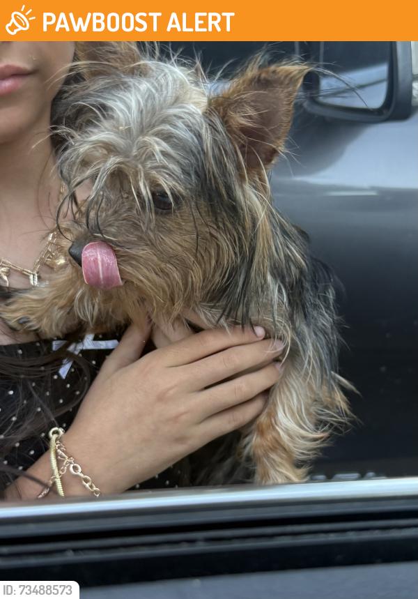 Found/Stray Male Dog last seen Haven forest ln, Fort Bend County, TX 77469