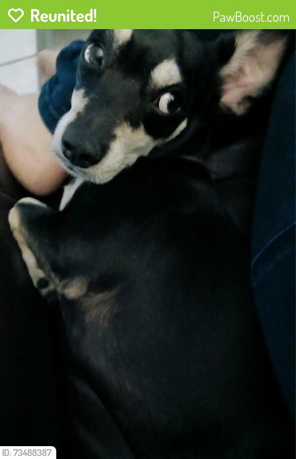 Reunited Male Dog last seen Galveston St & Arizona Ave, Chandler, AZ 85224