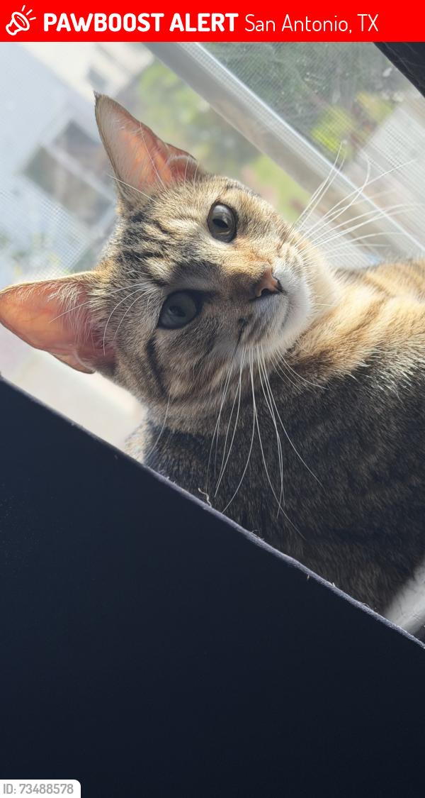 Lost Female Cat last seen Circle farm, San Antonio, TX 78239