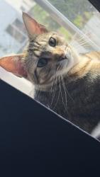 Lost Female Cat last seen Circle farm, San Antonio, TX 78239