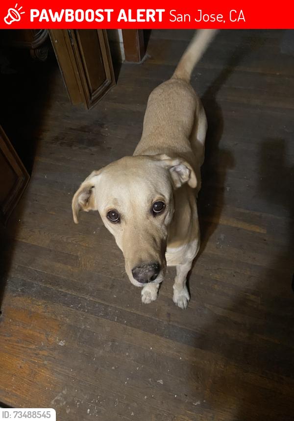 Found/Stray Male Dog last seen 5th street and Hedding, San Jose, CA 95112