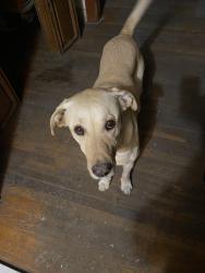 Found/Stray Male Dog last seen 5th street and Hedding, San Jose, CA 95112