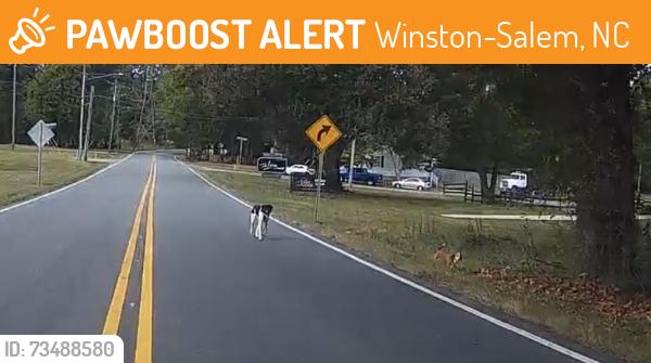 Found/Stray Unknown Dog last seen Audrey Street going towards peters creek, Winston-Salem, NC 27127